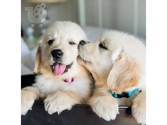 Lovely Golden retriever κουτάβια Διατίθεται προς πώληση.